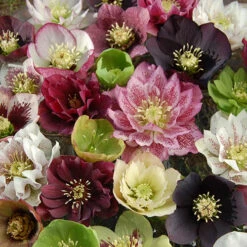 Hellebore 'Hybridisers Mix'