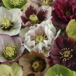 Hellebore 'Hybridisers Mix' -You Garden 480873 3