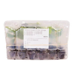 Hellebore 'Hybridisers Mix' -You Garden 480873 6