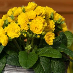 Pollyanna Collection -You Garden 480875 2