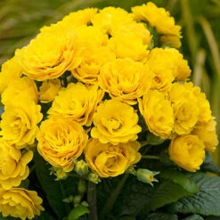 Pollyanna Collection -You Garden 480875 3