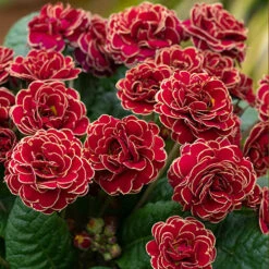 Pollyanna Collection -You Garden 480875 4