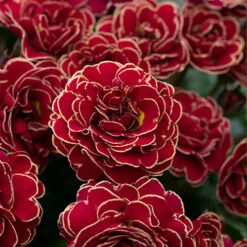 Pollyanna Collection -You Garden 480875 5