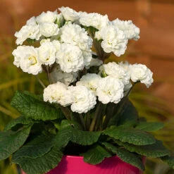 Pollyanna Collection -You Garden 480875 6