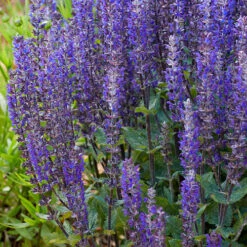 Salvia Nemorosa Midnight Mix 6 Salvia Nemorosa Midnight Mix -You Garden 480938 2