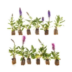 Salvia Nemorosa Midnight Mix 7 Salvia Nemorosa Midnight Mix -You Garden 480938 3