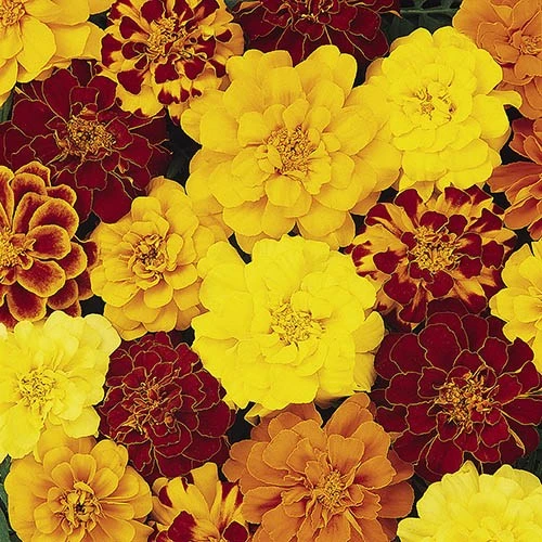 Marigold (French) 'Bonanza Mix' 1 Marigold (French) 'Bonanza Mix'