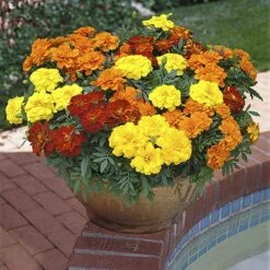Marigold (French) 'Bonanza Mix' 6 Marigold (French) 'Bonanza Mix' -You Garden 490095 2