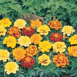 Marigold (French) 'Bonanza Mix' 7 Marigold (French) 'Bonanza Mix' -You Garden 490095 3