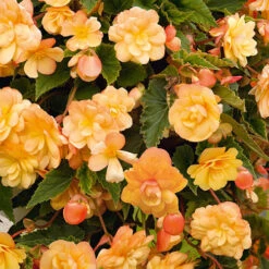 Begonia 'Apricot Shades' Mix -You Garden 490198 2