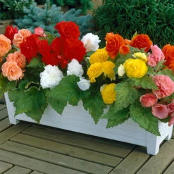 Begonia 'Non Stop' Mix -You Garden 490200 2