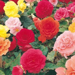 Begonia 'Non Stop' Mix -You Garden 490200 3