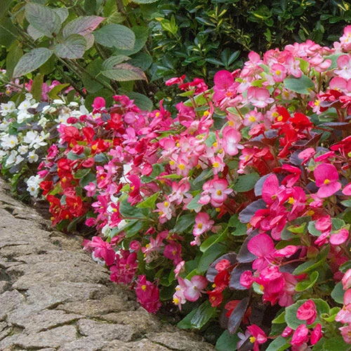 Begonia Sahara 2 Begonia Sahara - Image 2