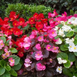 Begonia Sahara 6 Begonia Sahara -You Garden 490232 2