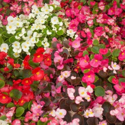 Begonia Sahara 7 Begonia Sahara -You Garden 490232 3