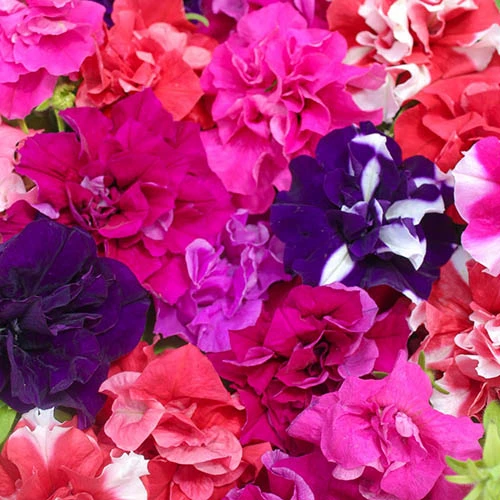 Petunia Bolero 1 Petunia Bolero