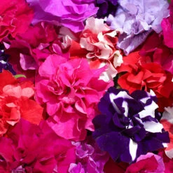 Petunia Bolero 7 Petunia Bolero -You Garden 490235 3