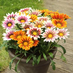 Gazania Firecracker -You Garden 490242 2
