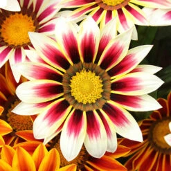 Gazania Firecracker -You Garden 490242 3