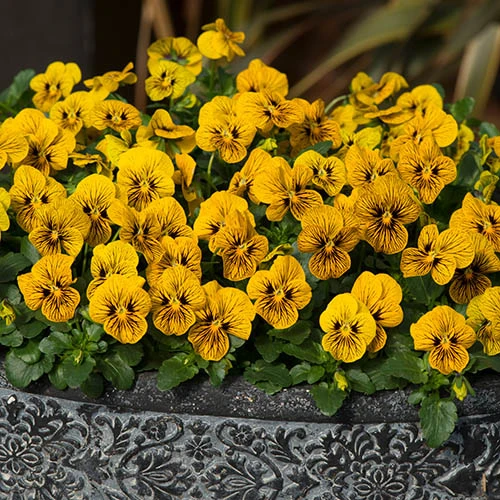 Viola Sorbet Tiger Eye Pro + Plug 60 2 Viola Sorbet Tiger Eye Pro + Plug 60 - Image 2