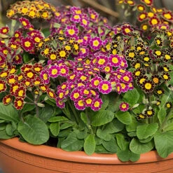 Polyanthus Victoriana Mixed Lace -You Garden 490349 2