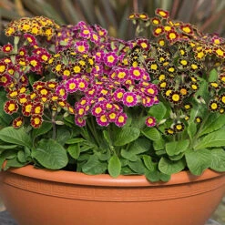 Polyanthus Victoriana Mixed Lace -You Garden 490349 3