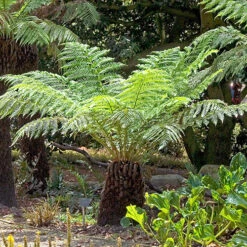 Tree Fern (Dicksonia Antarctica) 0.5ft/20cm Potter 10 Tree Fern (Dicksonia Antarctica) 0.5ft/20cm Potter -You Garden 500069 3