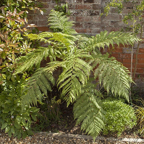 Tree Fern (Dicksonia Antarctica) 0.5ft/20cm Potter 7 Tree Fern (Dicksonia Antarctica) 0.5ft/20cm Potter - Image 7