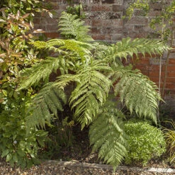 Tree Fern Dicksonia Antarctica Log -You Garden 500071 6