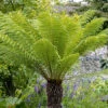 Tree Fern 'Dicksonia Antarctica' Log - 3 Foot Tall