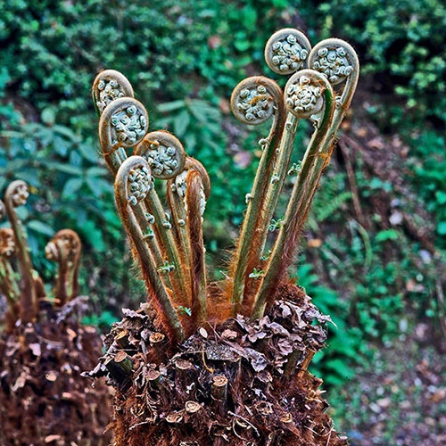Tree Fern Dicksonia Antarctica Log 20cm Tall 2 Tree Fern Dicksonia Antarctica Log 20cm Tall - Image 2