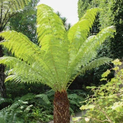 Tree Fern Dicksonia Antarctica Log 20cm Tall 9 Tree Fern Dicksonia Antarctica Log 20cm Tall -You Garden 500073 2
