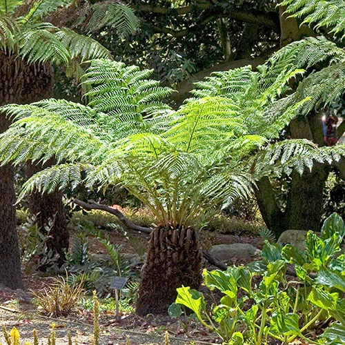 Tree Fern Dicksonia Antarctica Log 20cm Tall 4 Tree Fern Dicksonia Antarctica Log 20cm Tall - Image 4