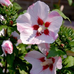Hibiscus Syriacus 'Hamabo' -You Garden 500077 2