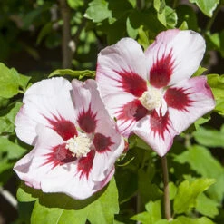 Hibiscus Syriacus 'Hamabo' -You Garden 500077 3