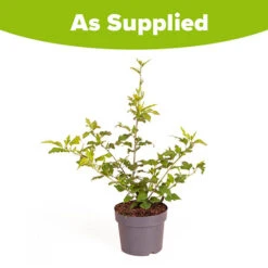 Hibiscus Syriacus 'Hamabo' -You Garden 500077 4