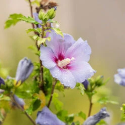 Hibiscus Syriacus 'Marina' -You Garden 500078 2