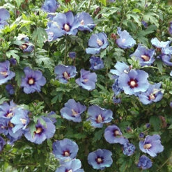 Hibiscus Syriacus 'Marina' -You Garden 500078 3