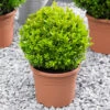 Pair Of Buxus Box Balls