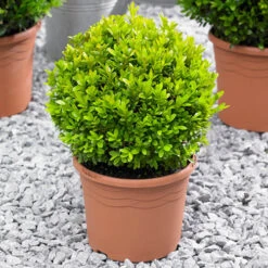 Pair Of Buxus Box Balls