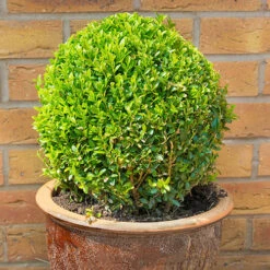 Pair Of Buxus Box Balls 8 Pair Of Buxus Box Balls -You Garden 500084 2
