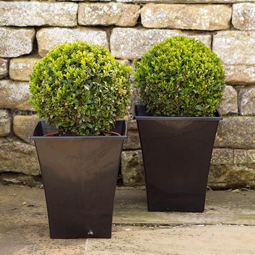 Pair Of Buxus Box Balls 4 Pair Of Buxus Box Balls - Image 4