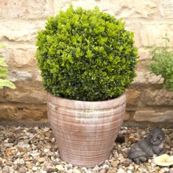Pair Of Buxus Box Balls 10 Pair Of Buxus Box Balls -You Garden 500084 4
