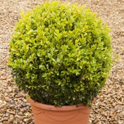 Pair Of Buxus Box Balls 11 Pair Of Buxus Box Balls -You Garden 500084 5