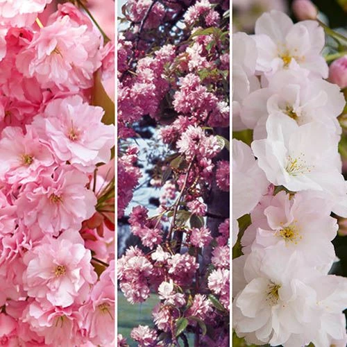 Flowering Cherry Collection 1 Flowering Cherry Collection