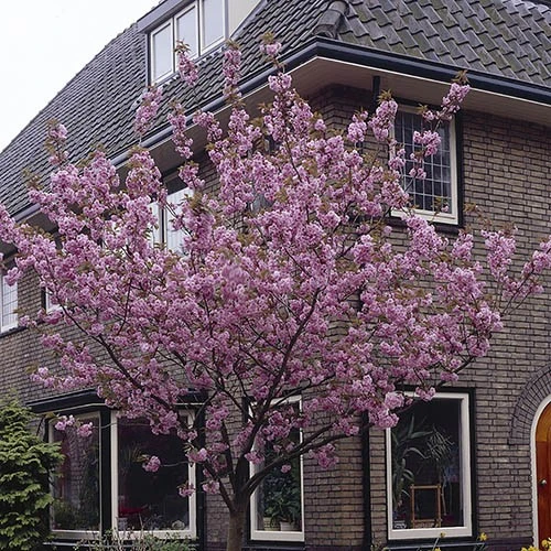 Flowering Cherry Collection 2 Flowering Cherry Collection - Image 2