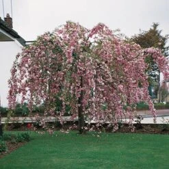 Flowering Cherry Collection 9 Flowering Cherry Collection -You Garden 500124 2