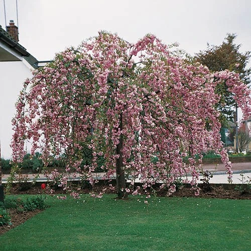 Flowering Cherry Collection 3 Flowering Cherry Collection - Image 3