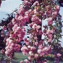 Flowering Cherry Collection 11 Flowering Cherry Collection -You Garden 500124 4