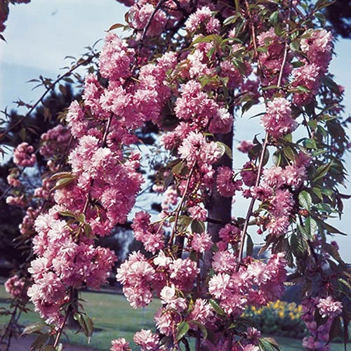 Flowering Cherry Collection 5 Flowering Cherry Collection - Image 5